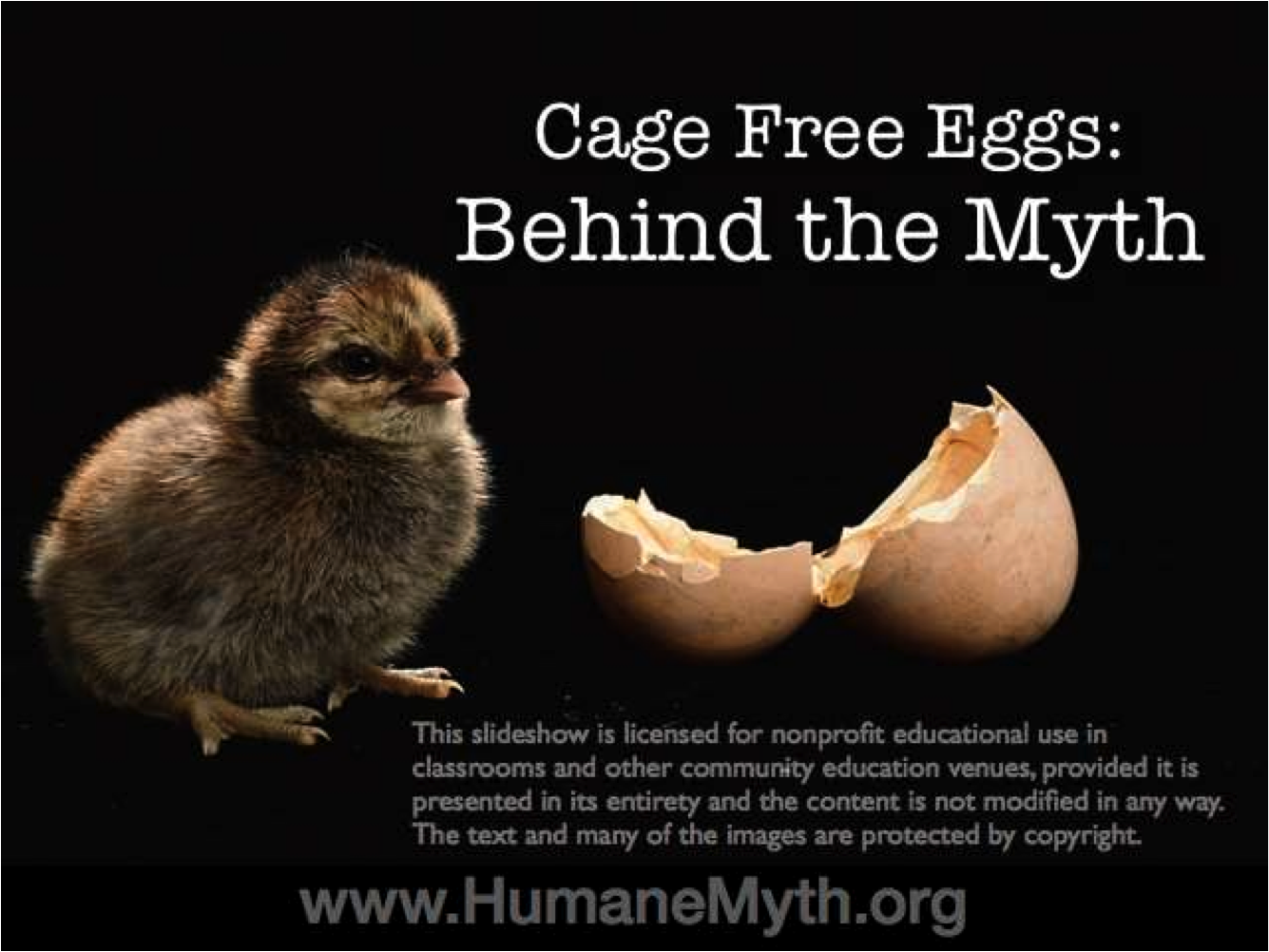 The Myth About CageFree Eggs