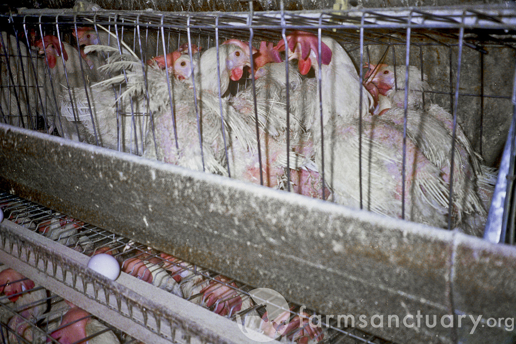 Life on Factory Farms for EggLaying Hens Humane Decisions