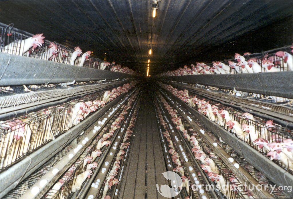 Life on Factory Farms for EggLaying Hens Humane Decisions
