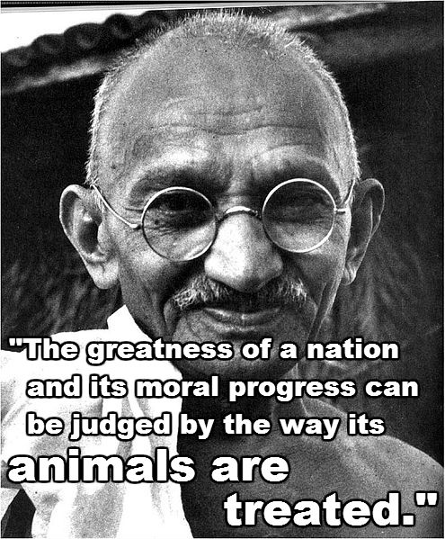 Mahatma Gandhi, Our Moral Progress is Judged By Our Treatment of Animals -  Humane Decisions