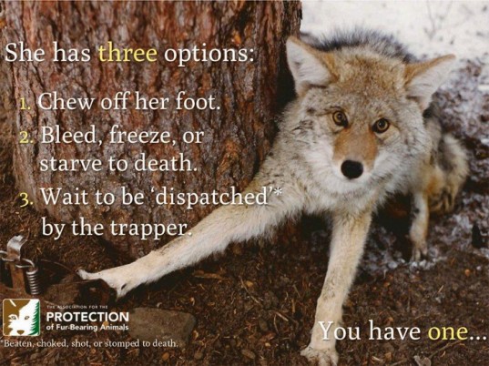 The Ugly Truth About the Fur Industry, Fur Farms and Fur Trapping