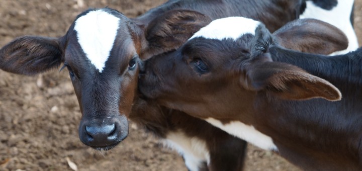 List of Animal Sanctuaries in the U.S.