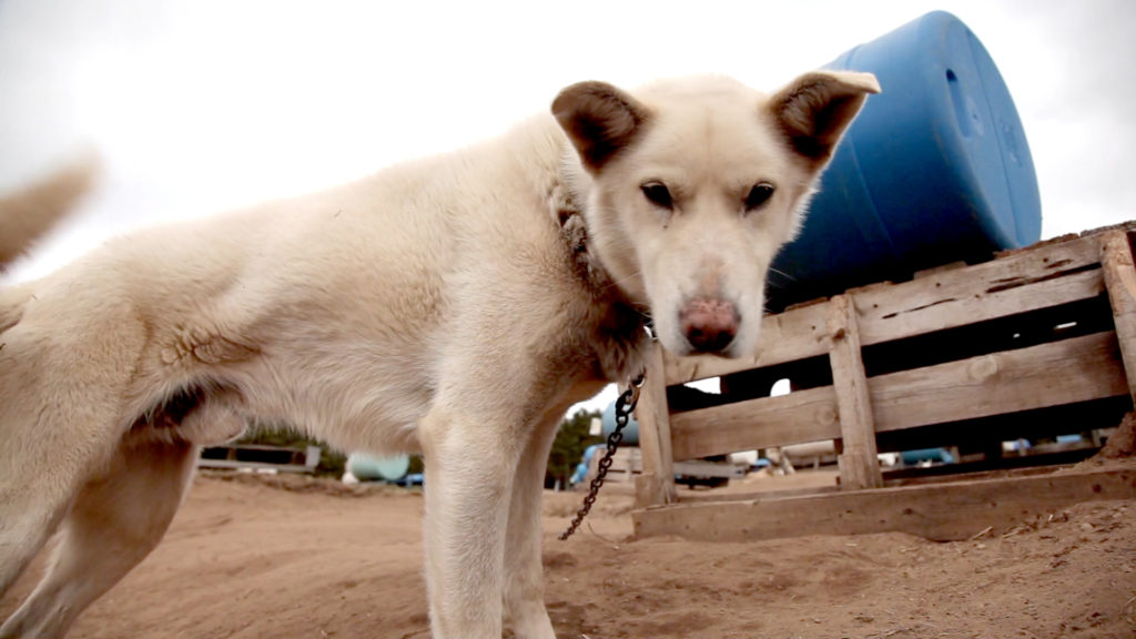 Sled Dogs, Exposing the Cruel and Inhumane Truth Behind the Sled Dog