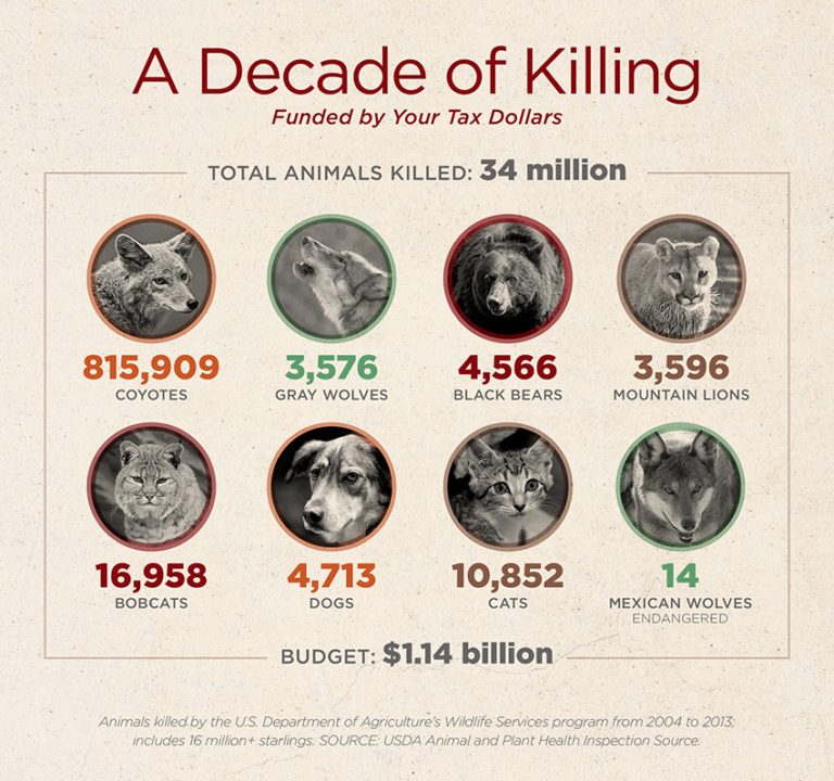 Hunting and the War on Wildlife