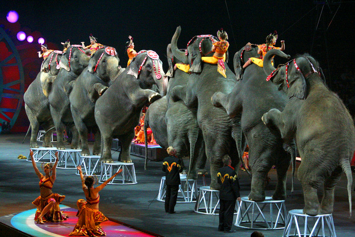 Circus's and Performing Animal Shows Are Not Entertainment