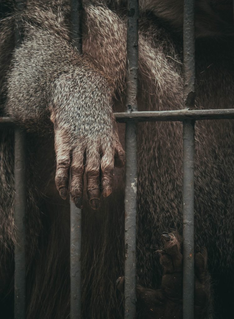 Zoos - The Animal Cruelty of Zoos, Roadside Zoos, Petting Zoos, Safari