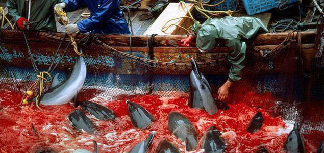The Cove, The Annual Dolphin Slaughter in Taiji, Japan