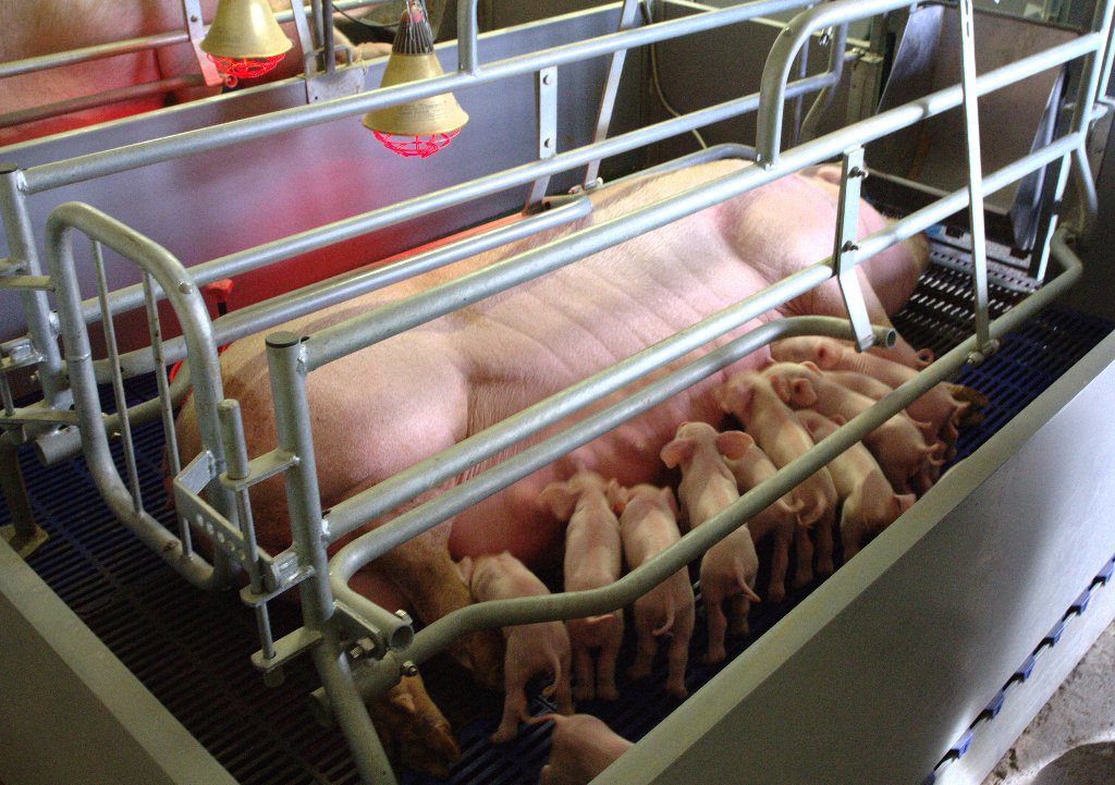 Farrowing Crates A Life of Torment For Pigs Humane Decisions