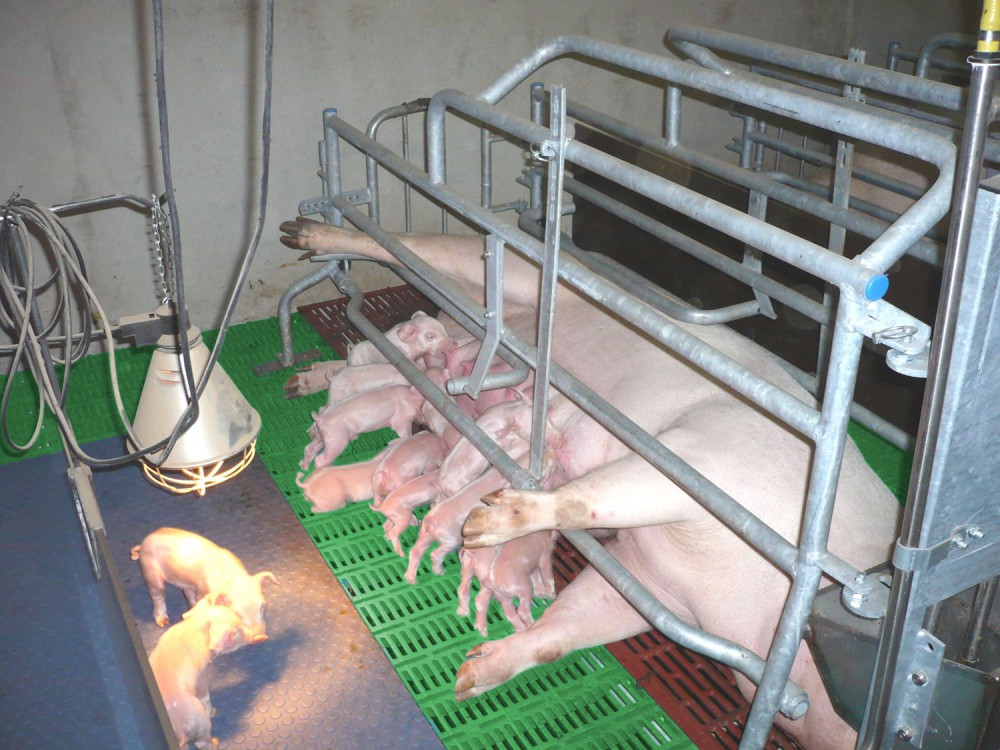 The pig industry relies on cruel factory farming systems such as farrowing ...