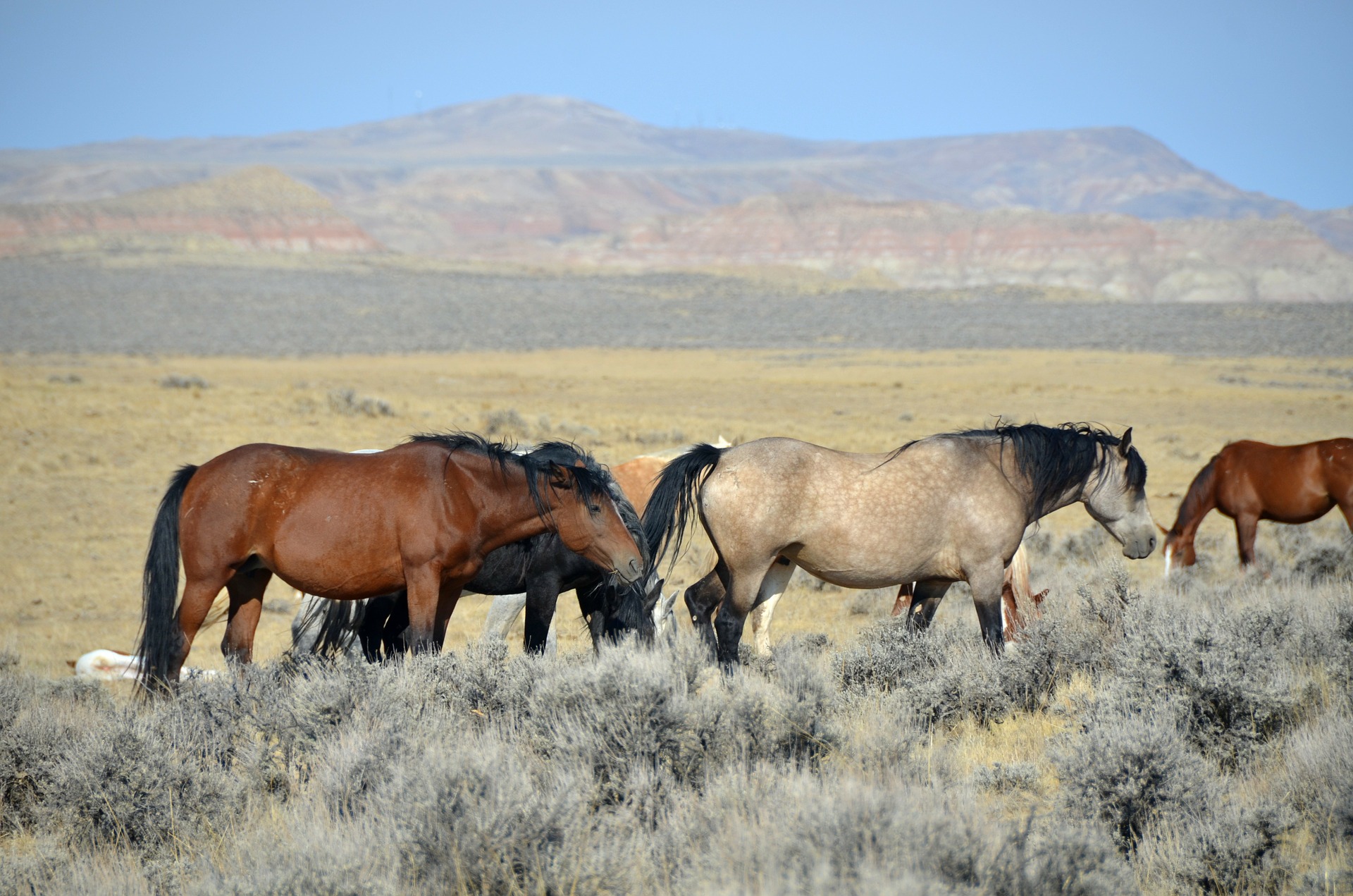 The Fight to Save the Wild Horses of the American West Humane Decisions