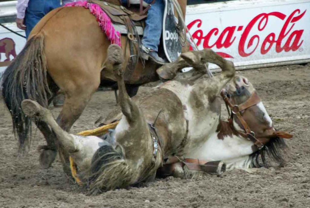 Rodeo Cruelty