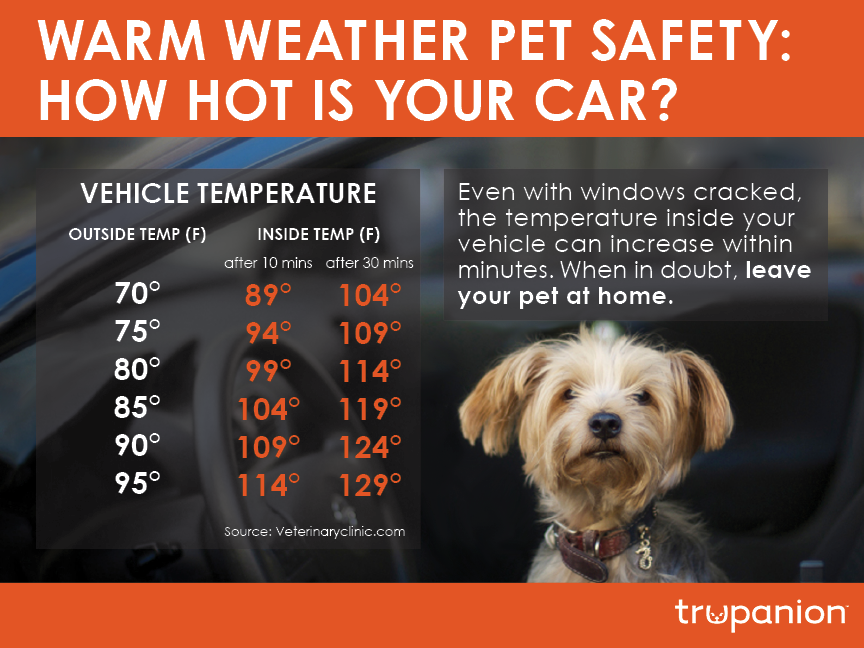 How to Report An Animal in a Hot Car