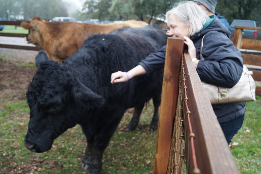 Visit a Farm and Wild Animal Sanctuary in Your Area