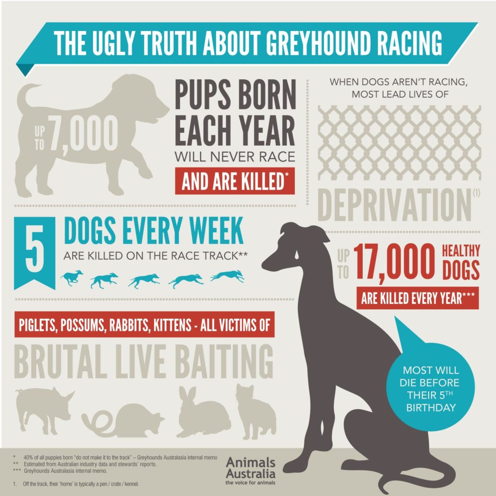 greyhound racing data