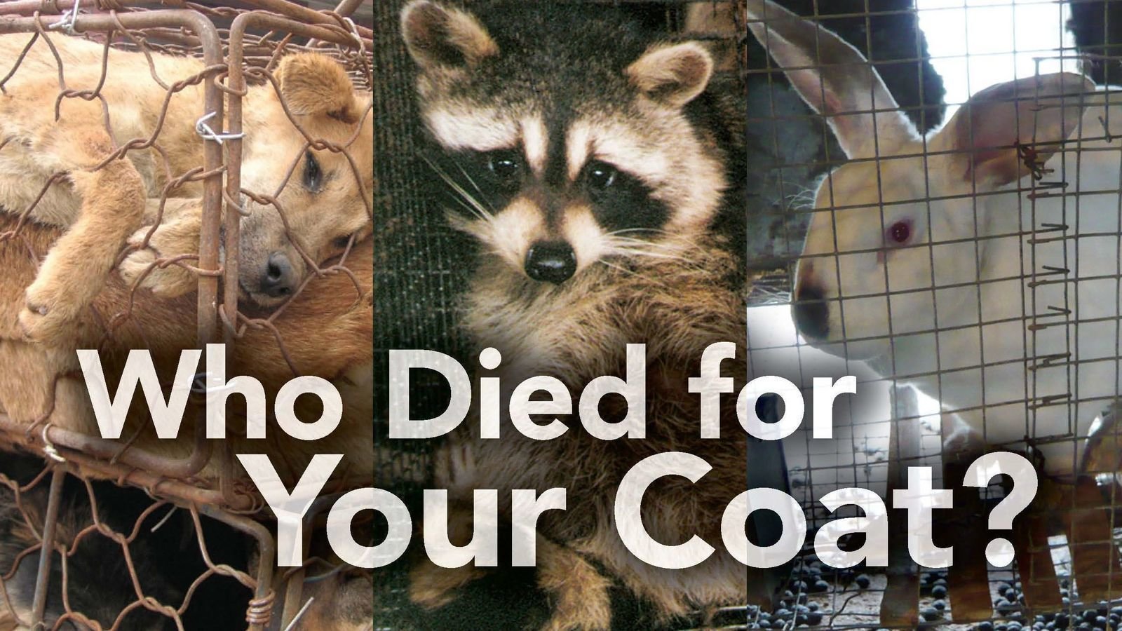 The Ugly Truth About the Fur Industry, Fur Farms and Fur Trapping