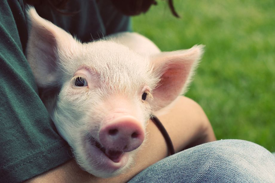 50 Ways To Improve the Lives of Animals Humane Decisions