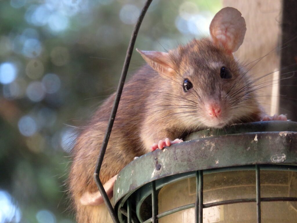 Why the Use of Rat Poisons Must Be Stopped