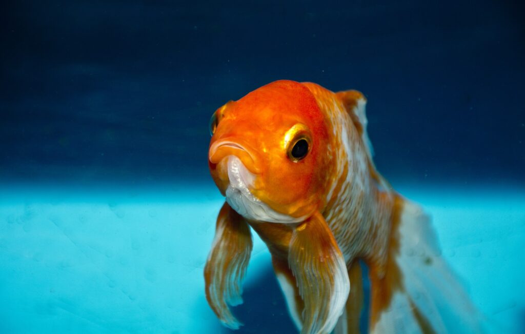 Pet Fish, Home Aquarium Hobbyists, and the Cruel Aquarium Trade