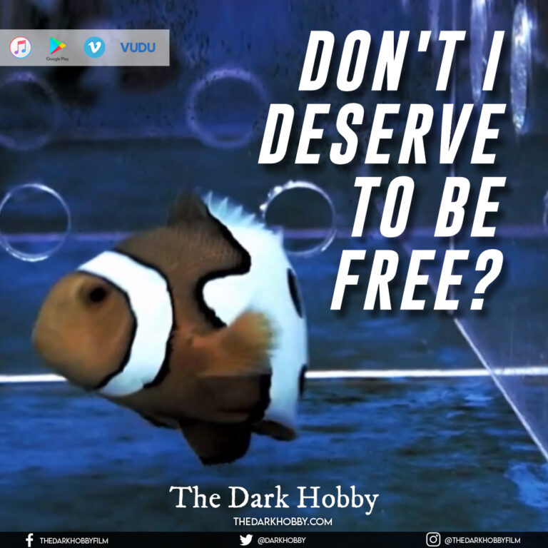 Pet Fish, Home Aquarium Hobbyist, and the Aquarium Trade Why it's