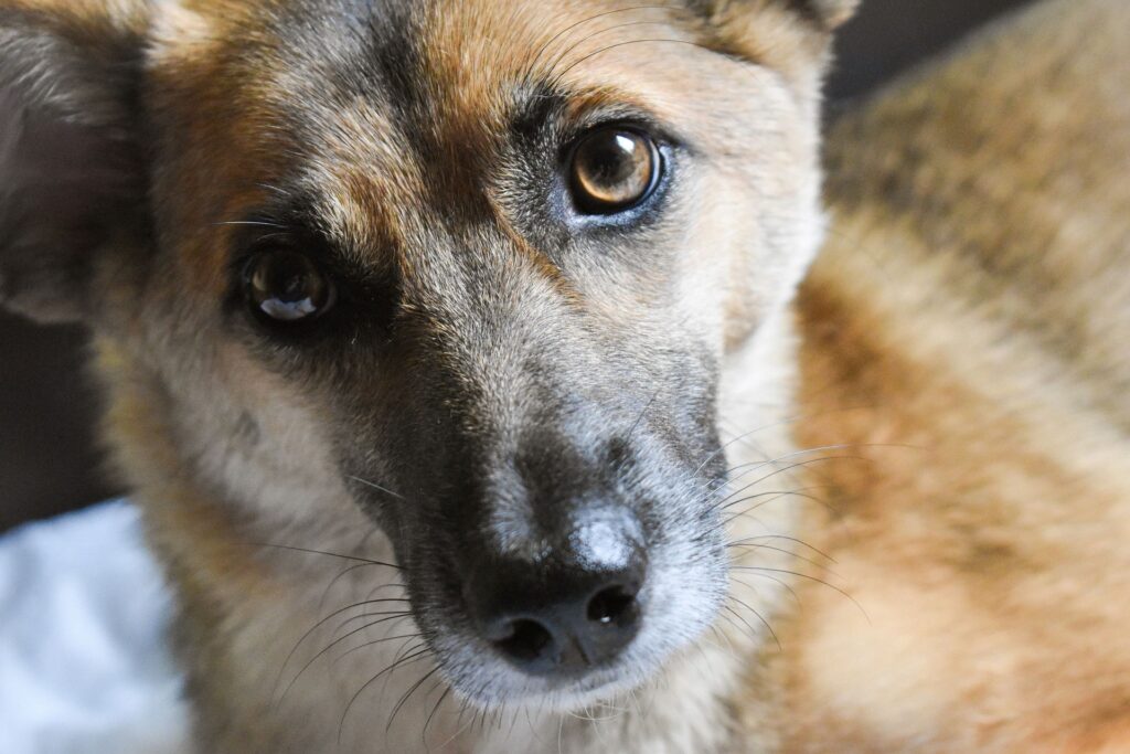 Are You and Your Home Ready for a Dog? Humane Decisions