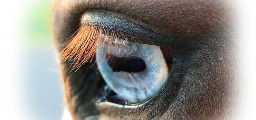 Albert Einstein about veganism