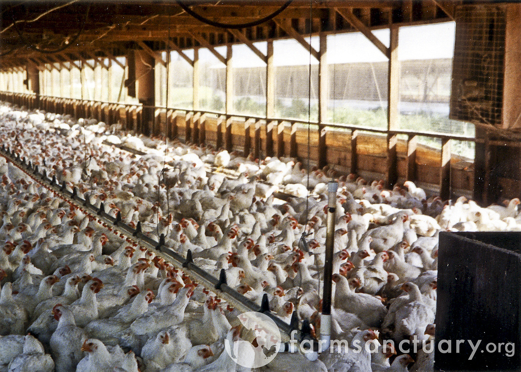 Life on Factory Farms for Chickens Raised for Meat - Humane Decisions