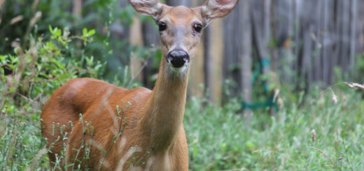 Mark Twain devoted animal advocate