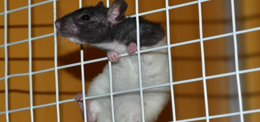 Stop Chemical Testing on Animals