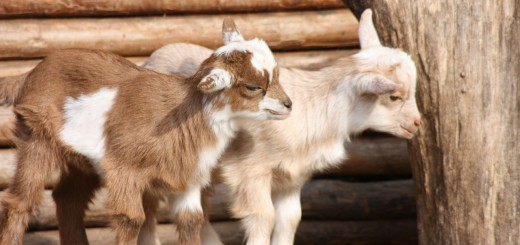 Jim and Cheri Vandersluis, Goat Farmers to Sanctuary Founders