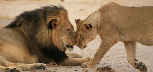 Captive Canned Lion Hunting