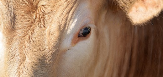 God Desires A World Without Hurting and Killing Animals