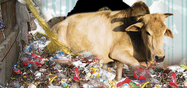 animals eating plastic Archives - Humane Decisions