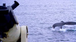 Breach — One Man’s Personal Obsession with Killing Endangered Whales in ...