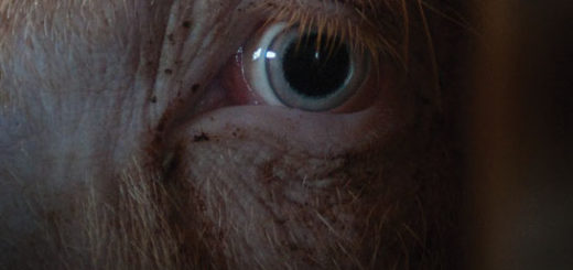 Facing Animals, An Animal's Eye View Perspective of Their Life