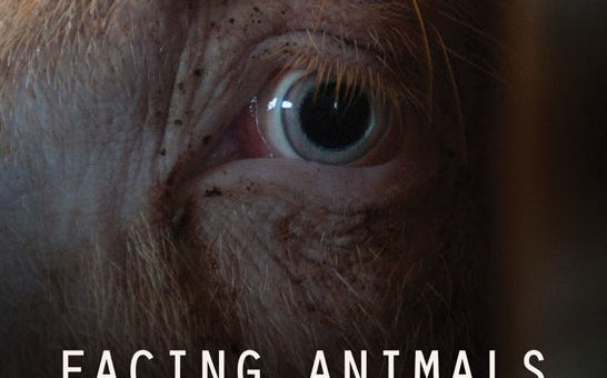 Facing Animals, An Animal's Eye View Perspective of Their Life
