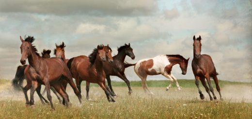 The Fight to Save the Wild Horses of the American West