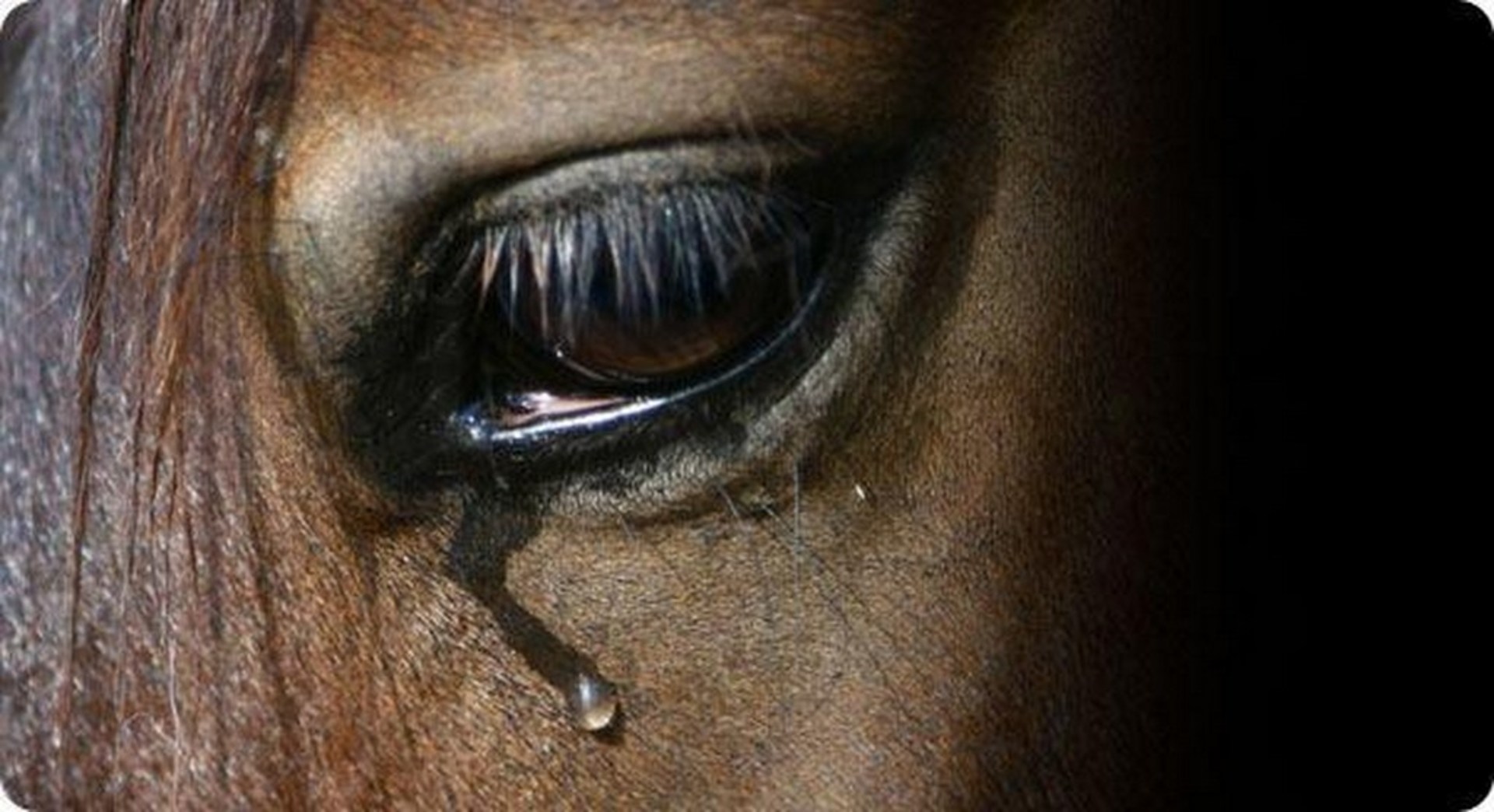 The Cruelty of Horse Blood Farms – Pregnant Mare Serum / PMSG - Humane ...