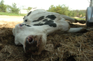 How To Report Cruelty to Farm Animals