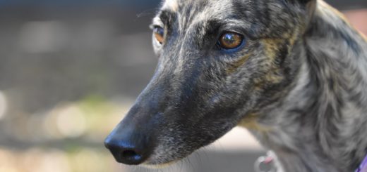 Organizations Working to End Dog Racing