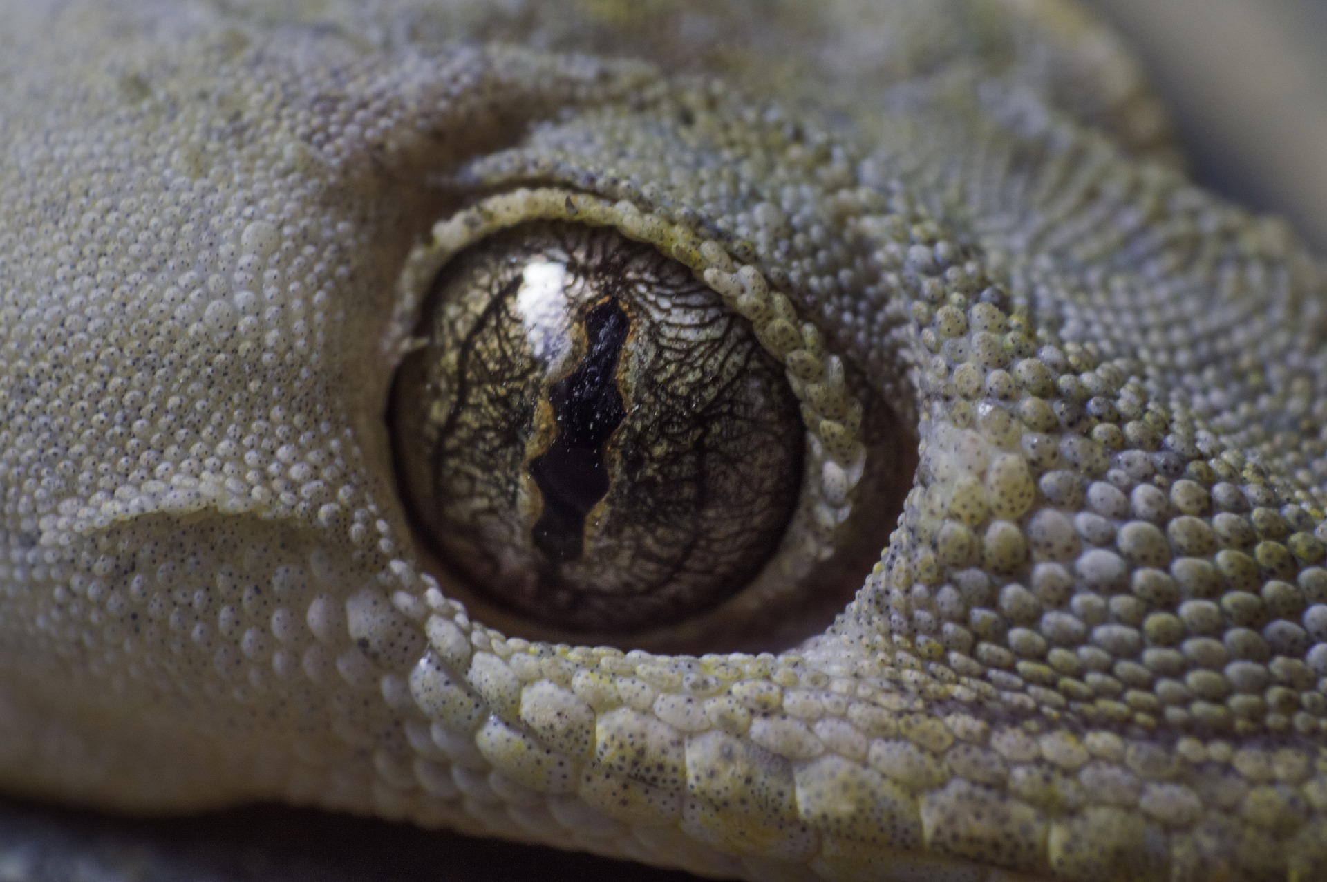 Век у ящерицы. Игуана третий глаз. Крокодиловый Варан глаза. Глаз ящерицы. Глаз рептилии.